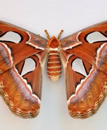Atlas velký největší motýl na světě