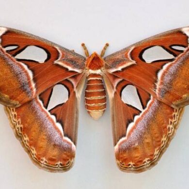 Atlas velký největší motýl na světě