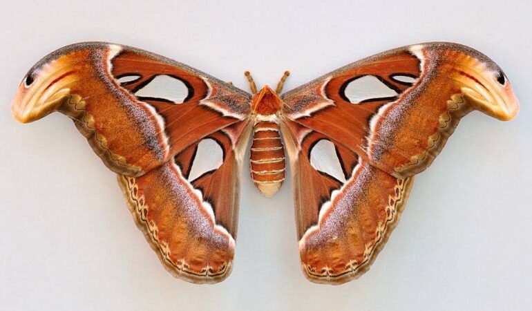 Atlas velký největší motýl na světě