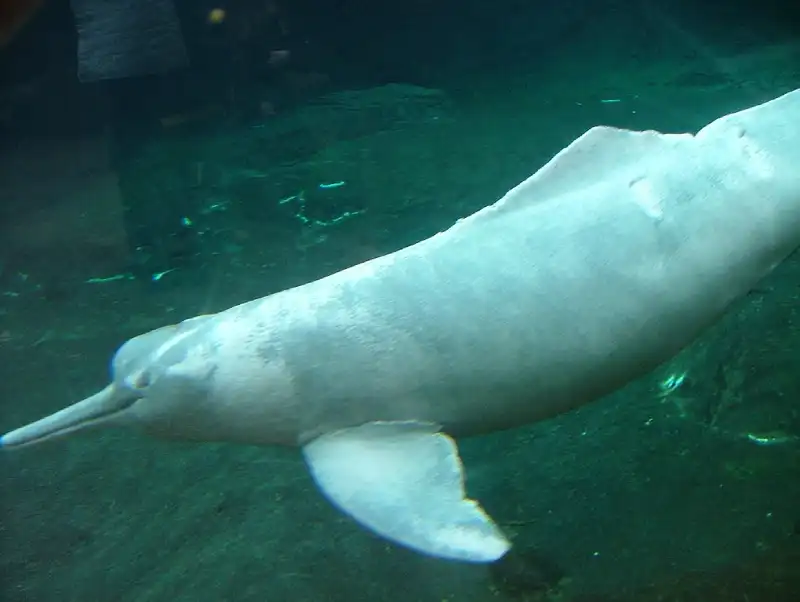 Delfínovec amazonský sladkovodní říční delfín - pod vodou