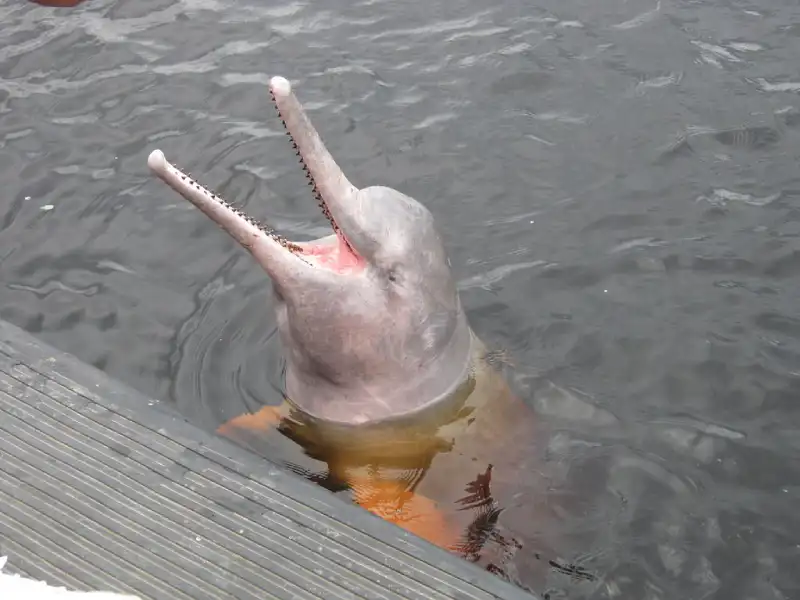 Delfínovec amazonský sladkovodní říční delfín - Vystrkuje hlavu z vody s otevřenou tlamičkou čeká na rybu.