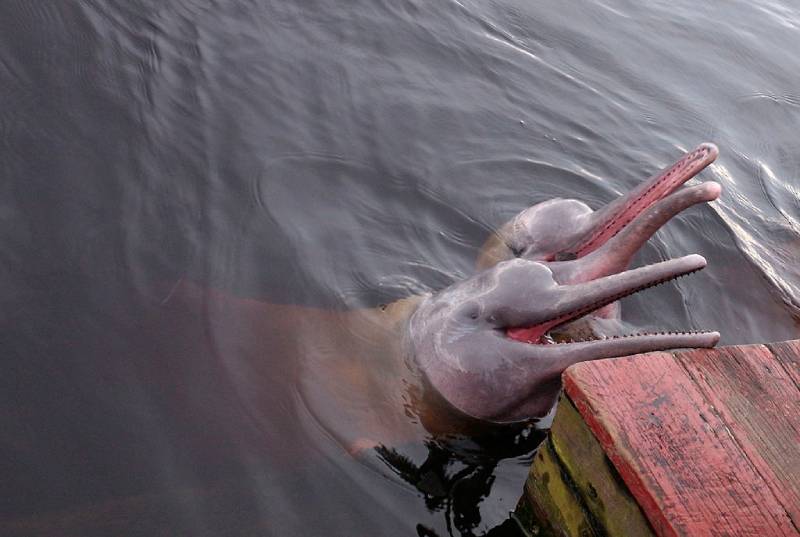 Delfínovec amazonský - Dva delfíni čekají na svou rybičku.