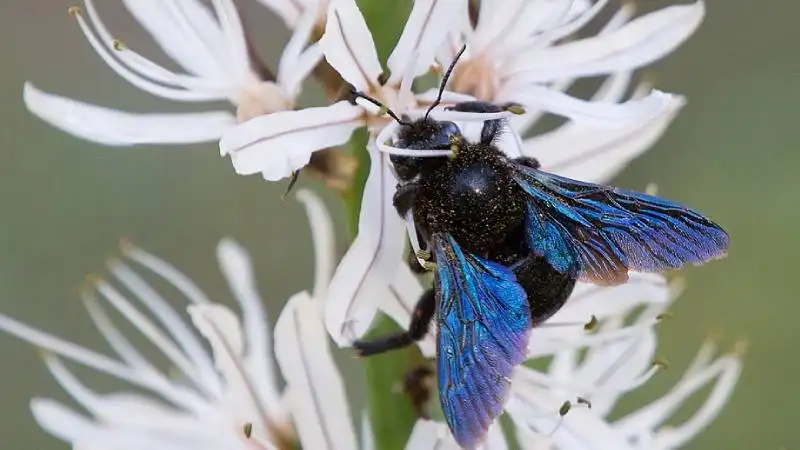 Drvodělka (Xylocopa)