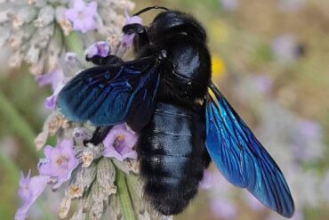 Drvodělka (Xylocopa)největší včela