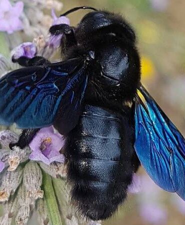 Drvodělka (Xylocopa)největší včela