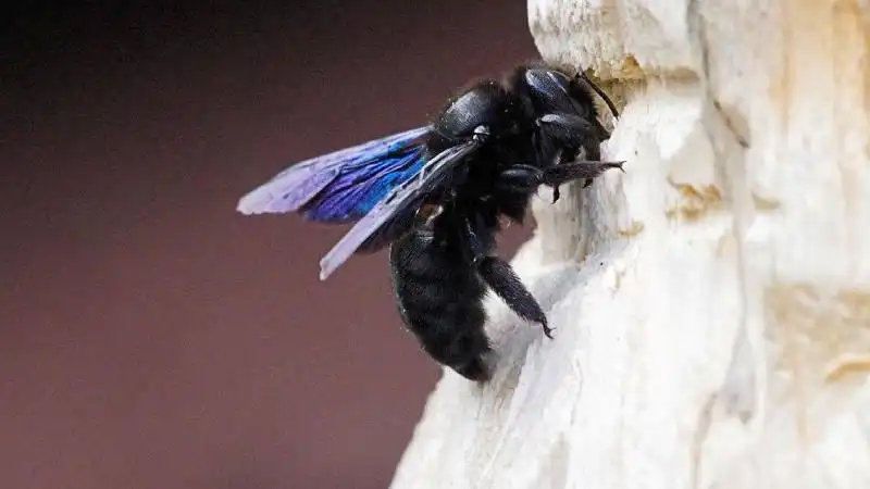 Drvodělka velká včela