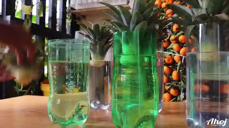 Plastové lahve s vodou které nám pomohou k zakořenění ananasu

