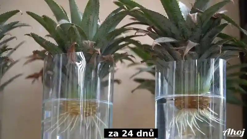 Velikost kořenů ananasu zhruba za tři týdny