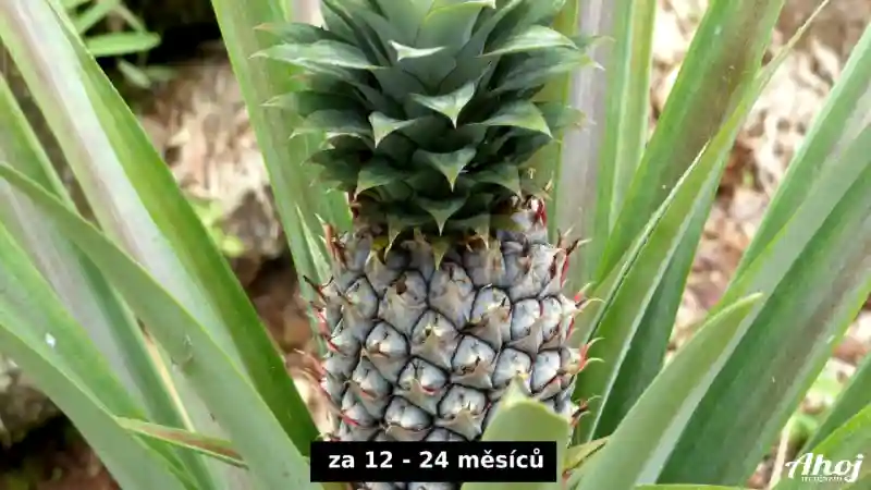 Zralý ananas zhruba za 12 až 24 měsíců
