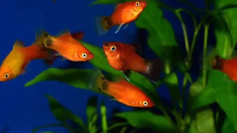 Platy živorodky samci a samice ve skupině