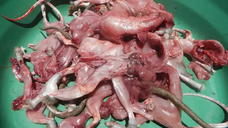 Připravujeme gulášek z potkana