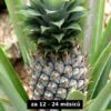 Velikost ananasu za 12 až 24 měsíců - jak vypěstovat ananas doma