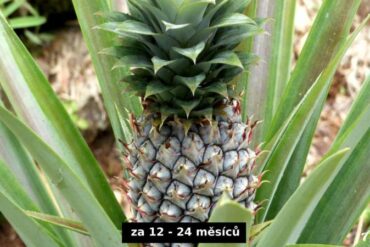 Velikost ananasu za 12 až 24 měsíců - jak vypěstovat ananas doma