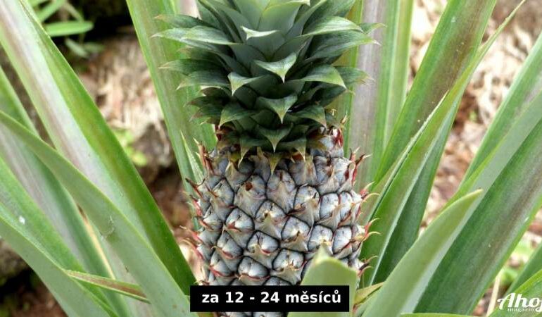 Velikost ananasu za 12 až 24 měsíců - jak vypěstovat ananas doma