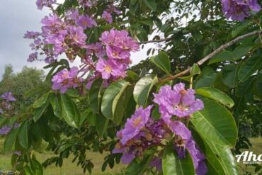 Lagerstroemia speciosa neboli pukol, lagerstrémie kvete