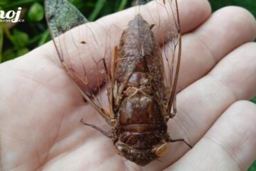 cikáda Megapomponia imperatoria