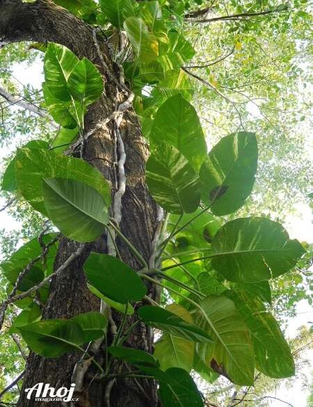 potos s obrovskými listy