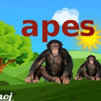 anglická slovíčka množné číslo