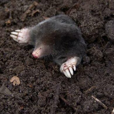 krtek obecný jak se ho zbavit - krtek leze ven z krtince