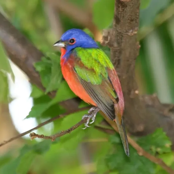 Malovaný strnad papežík zelenohřbetý