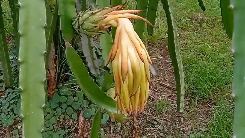 Dračí ovoce odkvetlý květ a rostoucí nový plod