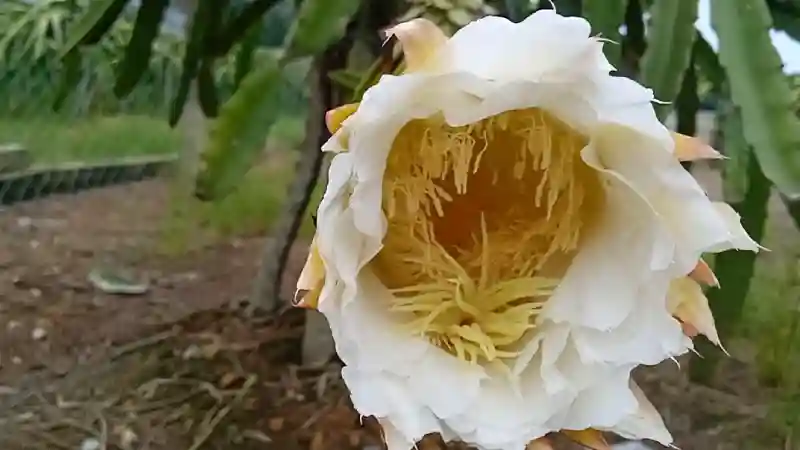 Květ dračího ovoce 2