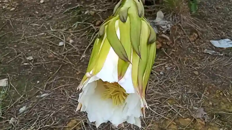 Květ dračího ovoce