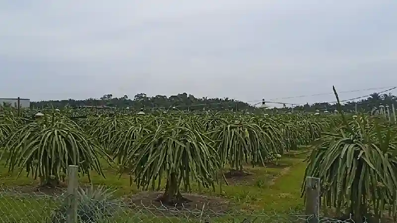 Plantáž dračího ovoce