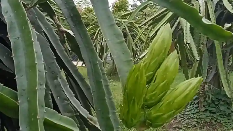 Pupeny květů dračího ovoce