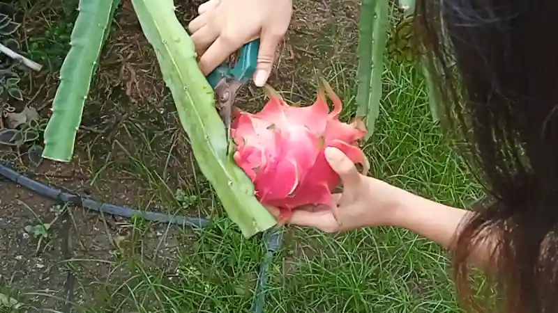 Sklizeň dračí ovoce