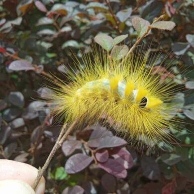 tundrová můra - housenka