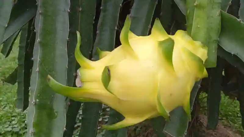 Žluté dračí ovoce