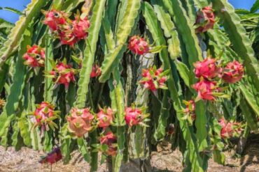 dračí ovoce ( pitahaya)