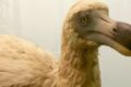 Blboun Nejapný dodo