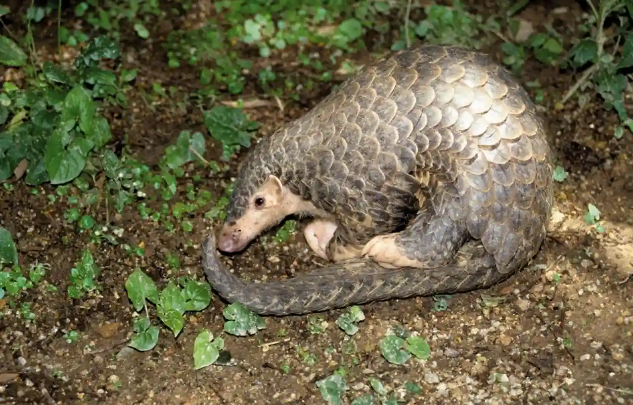 Luskoun krátkoocasý