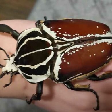 Goliathus goliatus Goliáš obrovský