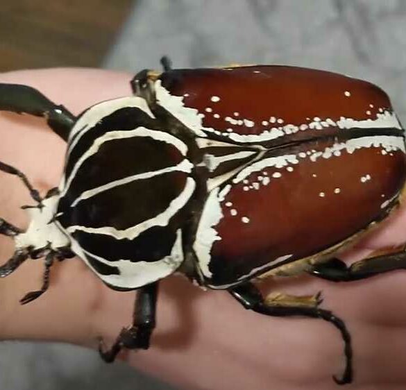 Goliathus goliatus Goliáš obrovský