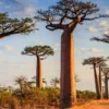 Madagaskar stromy baobab