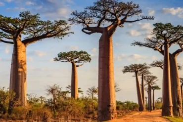 Madagaskar stromy baobab