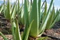 Pravá Aloe vera Aloe barbadensis Miller
