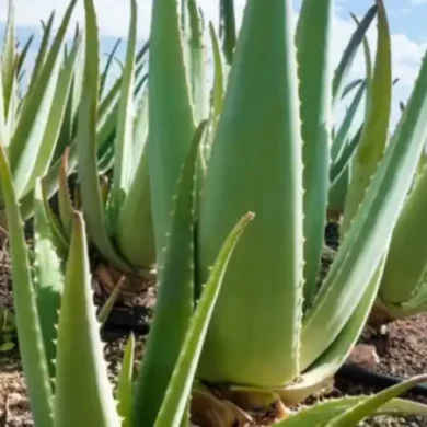 Pravá Aloe vera Aloe barbadensis Miller
