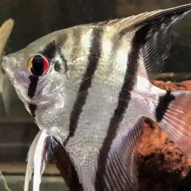 Skalára amazonská (Pterophyllum scalare)