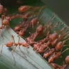 mravenec krejčík, mravenec tkadlec
