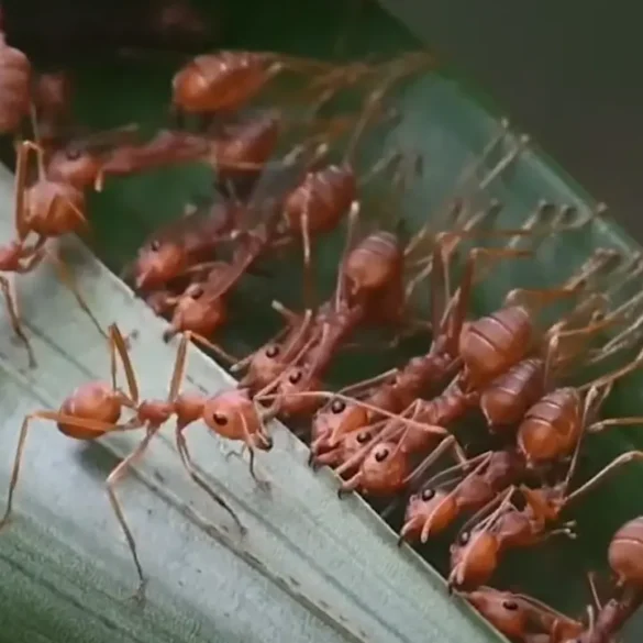 mravenec krejčík, mravenec tkadlec