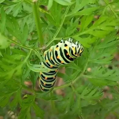 Housenka. Žlutozelená housenka s černými pruhy a oranžovými tečkami.
