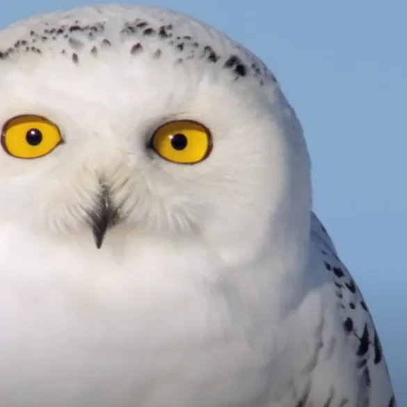 Sova sněžná Bubo scandiacus sovice sněžní nebo též sovice sněžná