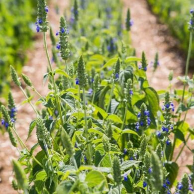 Rostlina salvia hispanica šalvěj hispánská, která se pěstuje pro získávání chia semínek.