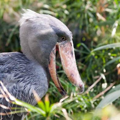 Člunozobec africký (balaeniceps rex)