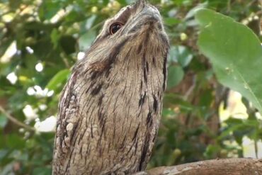 Lelkoun soví (podargus strigoides) tajemný noční pták austrálie