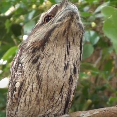 Lelkoun soví (podargus strigoides) tajemný noční pták austrálie